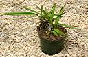 Anegada orchid, in orchid bark with sphagnum peat moss.