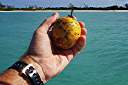 This is a yellow passion fruit, which grows wild in the West Indies. They were abundant and inexpensive when we shopped. Mary at Trellis Bay Cyber Cafe showed us how to make passion fruit juice from them.
