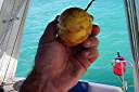 This is another yellow passion fruit, which grows wild in the West Indies. They were abundant and inexpensive when we shopped. Mary at Trellis Bay Cyber Cafe showed us how to make passion fruit juice from them.

 
06/10/02 08:44 AM 
