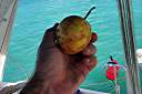 This is another yellow passion fruit, which grows wild in the West Indies. They were abundant and inexpensive when we shopped. Mary at Trellis Bay Cyber Cafe showed us how to make passion fruit juice from them.
