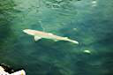 Black tip shark at the Anegada Reef Hotel dock.  That should make you think twice about skinnydipping at night in the anchorage!