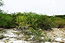 Anegada frangipani in native terrain.