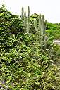Anegada frangipani in natural terrain.