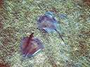 Snorkeling in Manchioneel Bay - the bob-tailed ray and his partner.