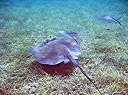Snorkeling in Manchioneel Bay - a nice stingray.