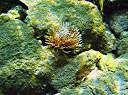 Snorkeling at Cistern Rock - feather duster worm.