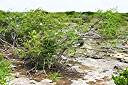 Anegada frangipani in their natural environment.