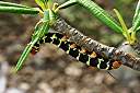 Sphinx moth caterpillar munching on frangipani leaves.