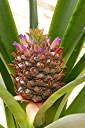 Close-up of the pineapple.  Each lobe on the pineapple was a flower, starting with the purple flowers at the very bottom.  The flowers have worked their way to the top.