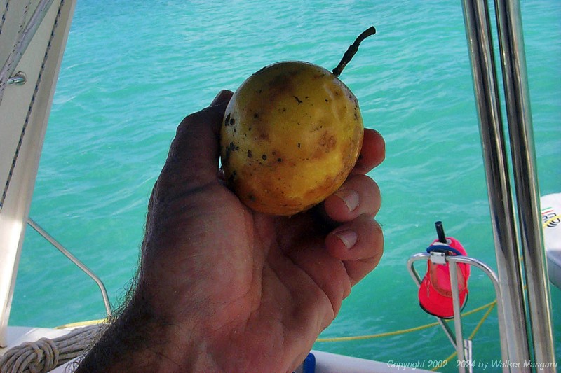 This is another yellow passion fruit, which grows wild in the West Indies. They were abundant and inexpensive when we shopped. Mary at Trellis Bay Cyber Cafe showed us how to make passion fruit juice from them.