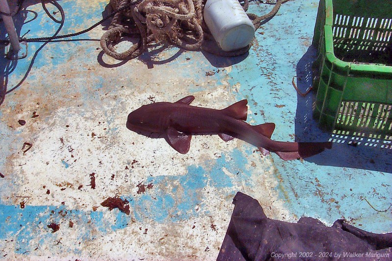 A small shark that Clinton and Walker pulled from one of Clinton's lobster traps. The shark soon became bait.