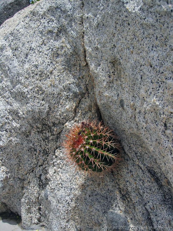 Cactus in the rocks by the pool at the Top of the Baths Restaurant