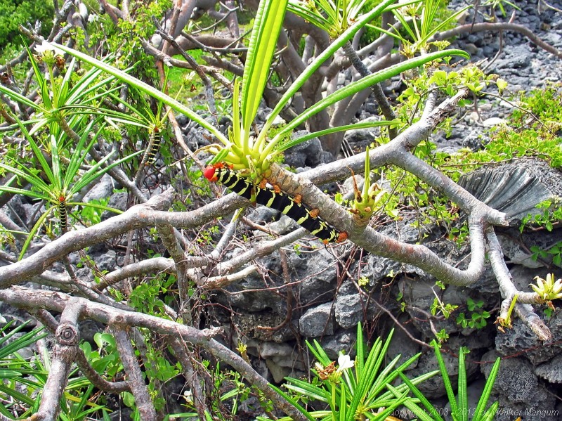 Caterpillar eating the wild frangipani at Davide's Beach. This is a caterpillar of the Hawk Moth, (pseudosphinx tetrio). The caterpillar is very conspicuous with yellow bands on black and having a red head. The caterpillars feed on the poisonous sap of the frangipani, thus becoming poisonous to the birds that might eat the caterpillars.
