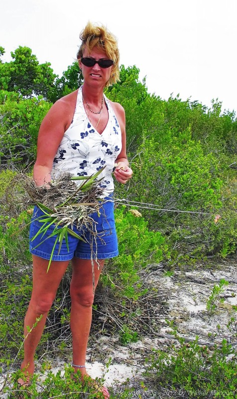 Nancy with wild Anegada orchid plant
