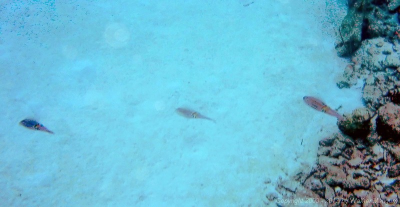 Squid in White Bay