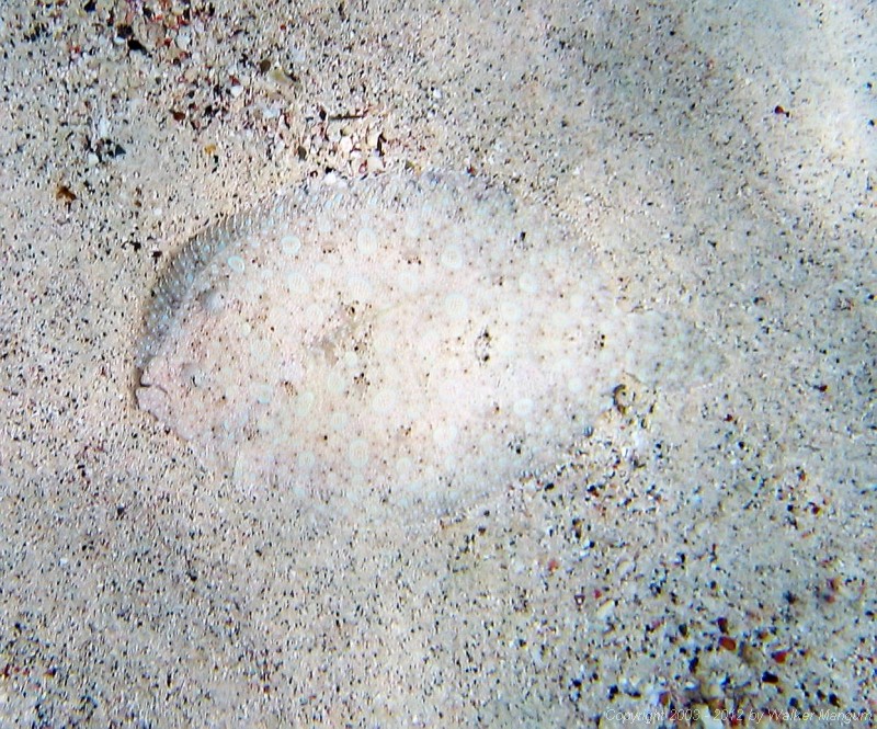 A flounder on the bottom at the Sandy Spit