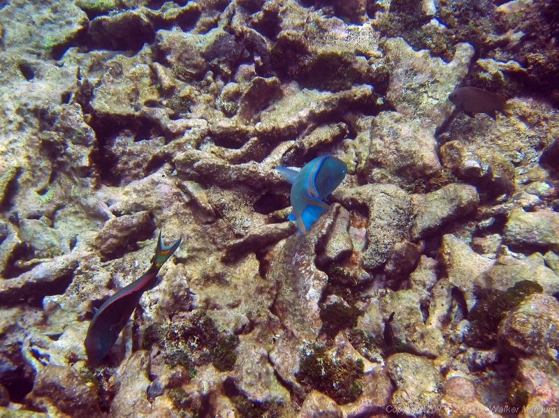 Snorkeling at the Sandy Spit