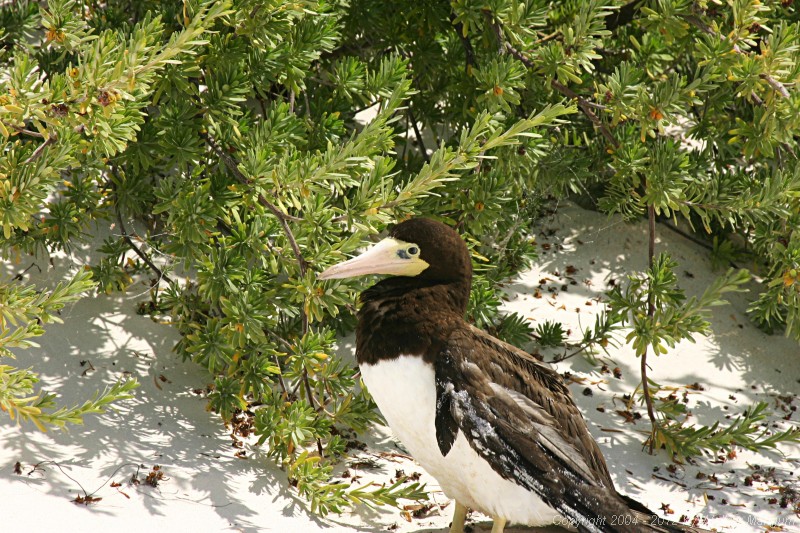 Brown booby with broken wing on the Cow Wreck beach.