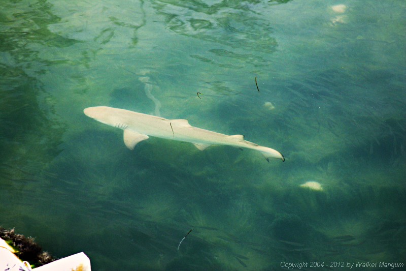 Black tip shark at the Anegada Reef Hotel dock.  That should make you think twice about skinnydipping at night in the anchorage!