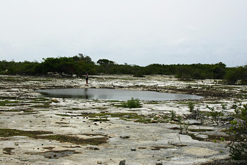 Anegada's fresh water pond.  It looks to have some svere runoff problems.  Those are cow pies all around....