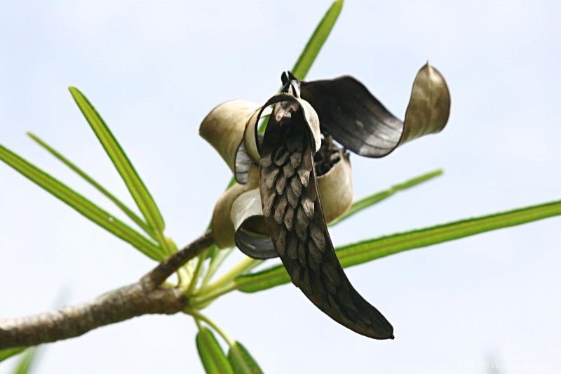 Mature Anegada frangipani seed pod.