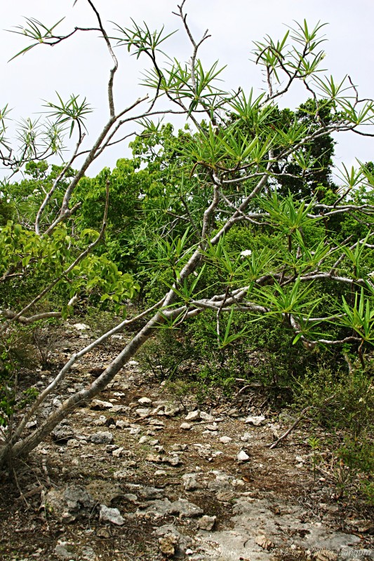 Anegada frangipani with seed pods.