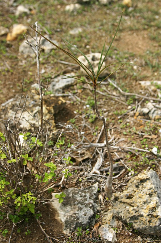 Anegada frangipani seedling.