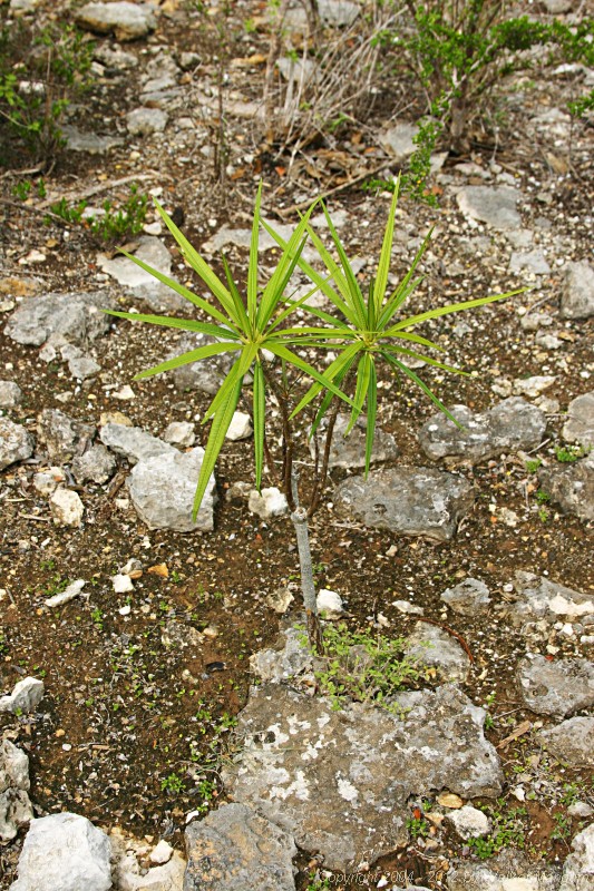 Anegada frangipani seedling.