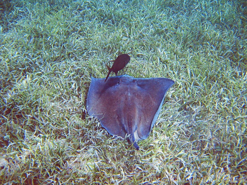 Snorkeling in Manchioneel Bay - a bob-tailed ray.
