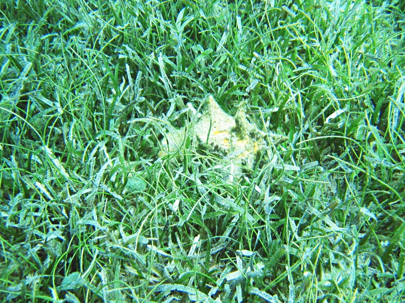 Snorkeling in Manchioneel Bay - live conch in the grass.