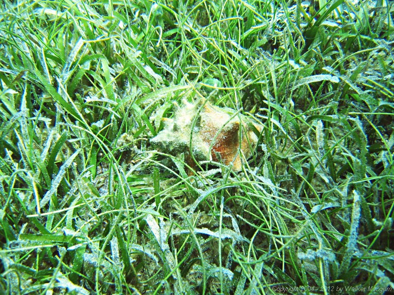 Snorkeling in Manchioneel Bay - live conch in the grass.