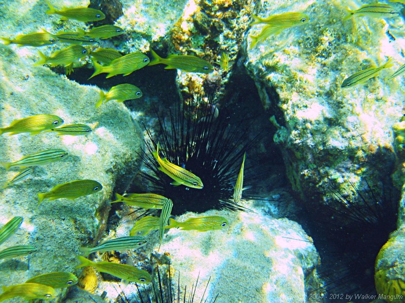 Snorkeling at Cistern Rock - spiny urchin surrounded by fish.