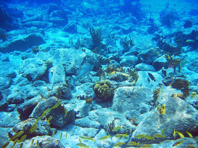 Snorkeling at Cistern Rock - barracuda and other fish.