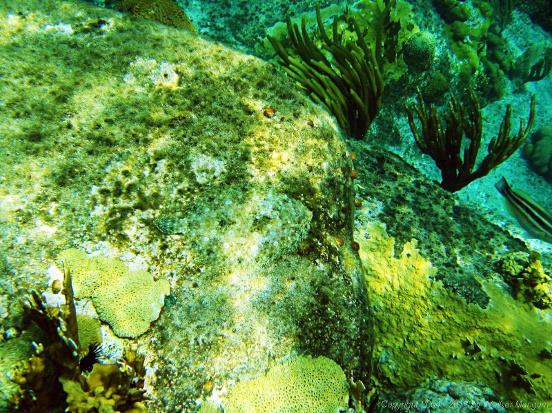 Snorkeling at Cistern Rock - flounder (look closely in the center, on the rock).