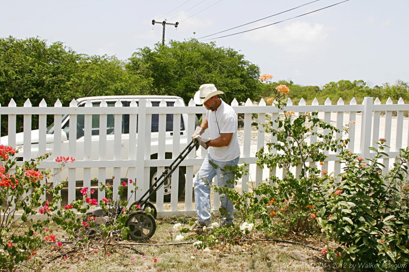Cutting between the bougainvilleas.