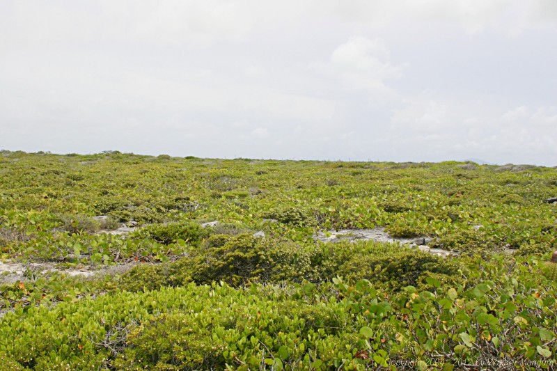 Anegada terrain, northwest part of island.