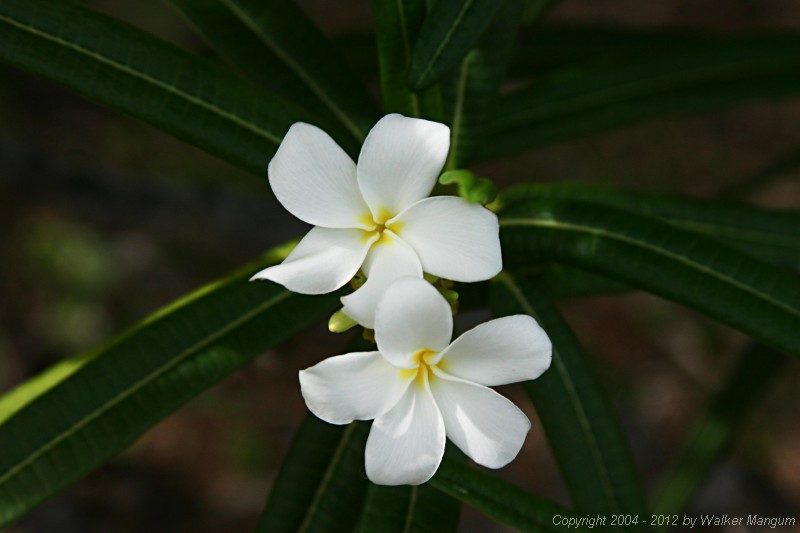 Anegada frangipani flowers.