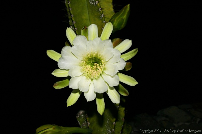 Night blooming cactus at Carolyn Chaney's house.  What are we doing up at 1:00AM???