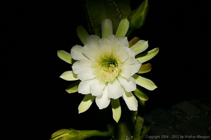 Night blooming cactus at Carolyn Chaney's house.  What are we doing up at 1:00AM???