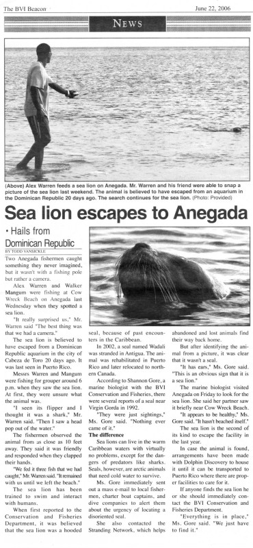 The article that the BVI Beacon published about our sea lion adventure. The photos that are in the article are Walker's photos that he emailed to the Beacon from Cow Wreck Beach.