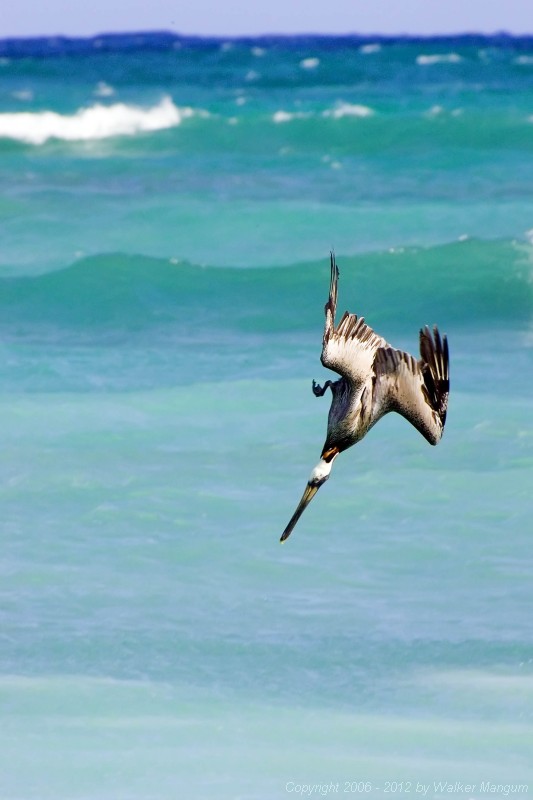 Pelican with fish in sight.