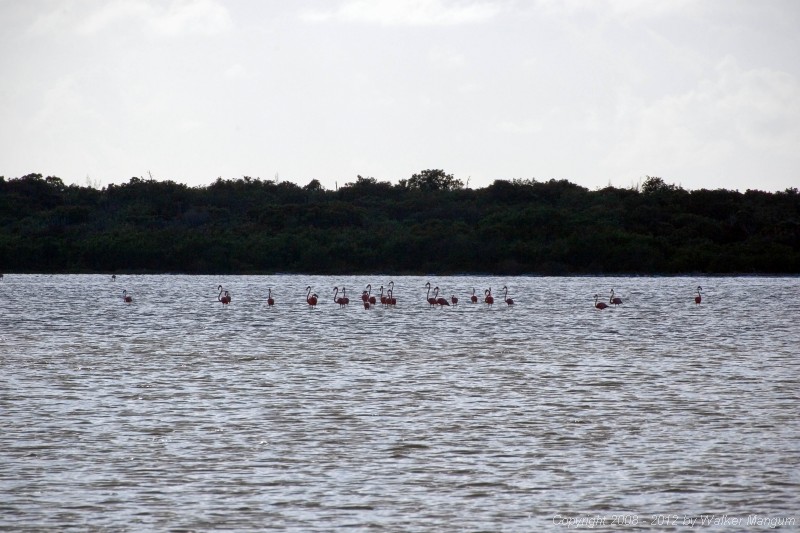 Flamingos on Red Pond.