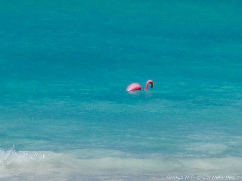 Bob (one of our pet flamingos) in the sea.