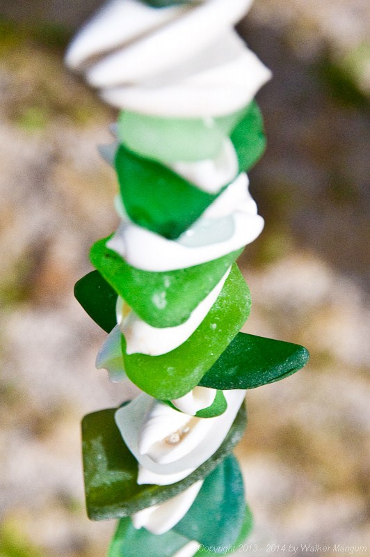 Beach glass and olive shells.  at Anegada, BVI.