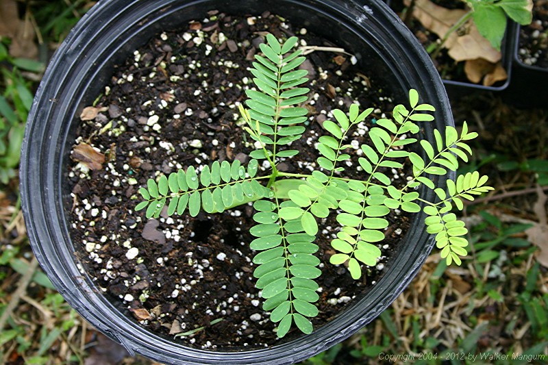 Flamboyant tree seedling, two months after planting.
