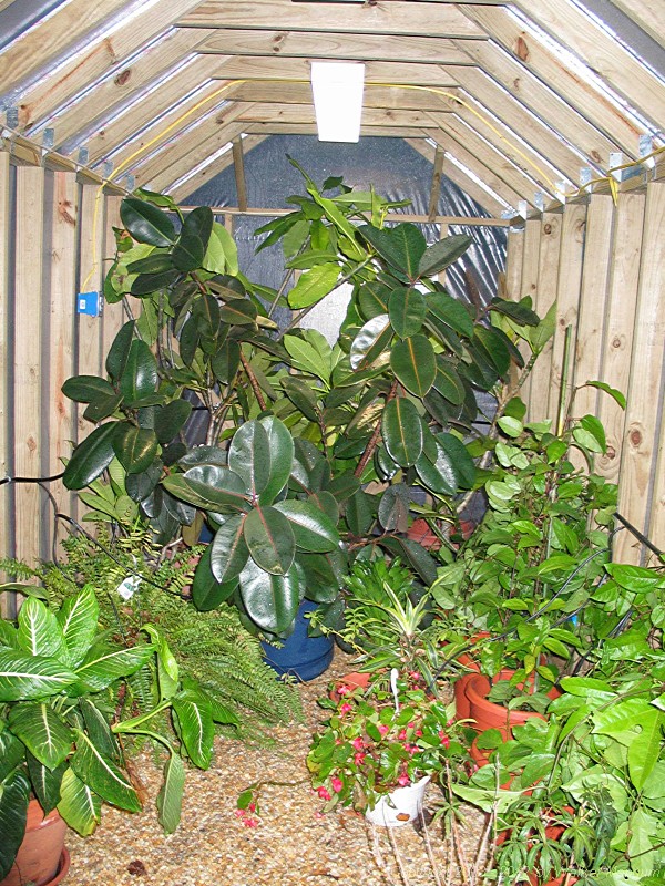 Rubber tree and more now inside.
