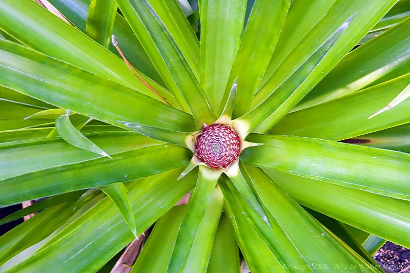 A new fruit appears. This pineapple has really flourished in the greenhouse over the winter. It is the plant shown here.
