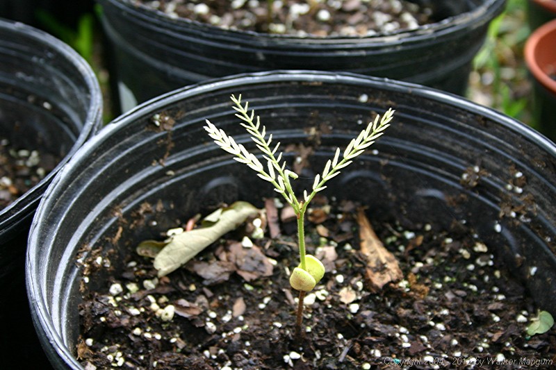 Tamarind seedling, two months after planting.