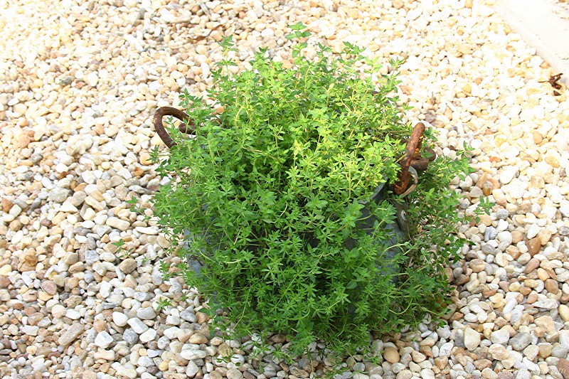 Six months after planting - a beautiful pot of thyme.