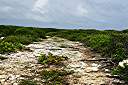One of Anegada's roads. Sand over limestone and coral.